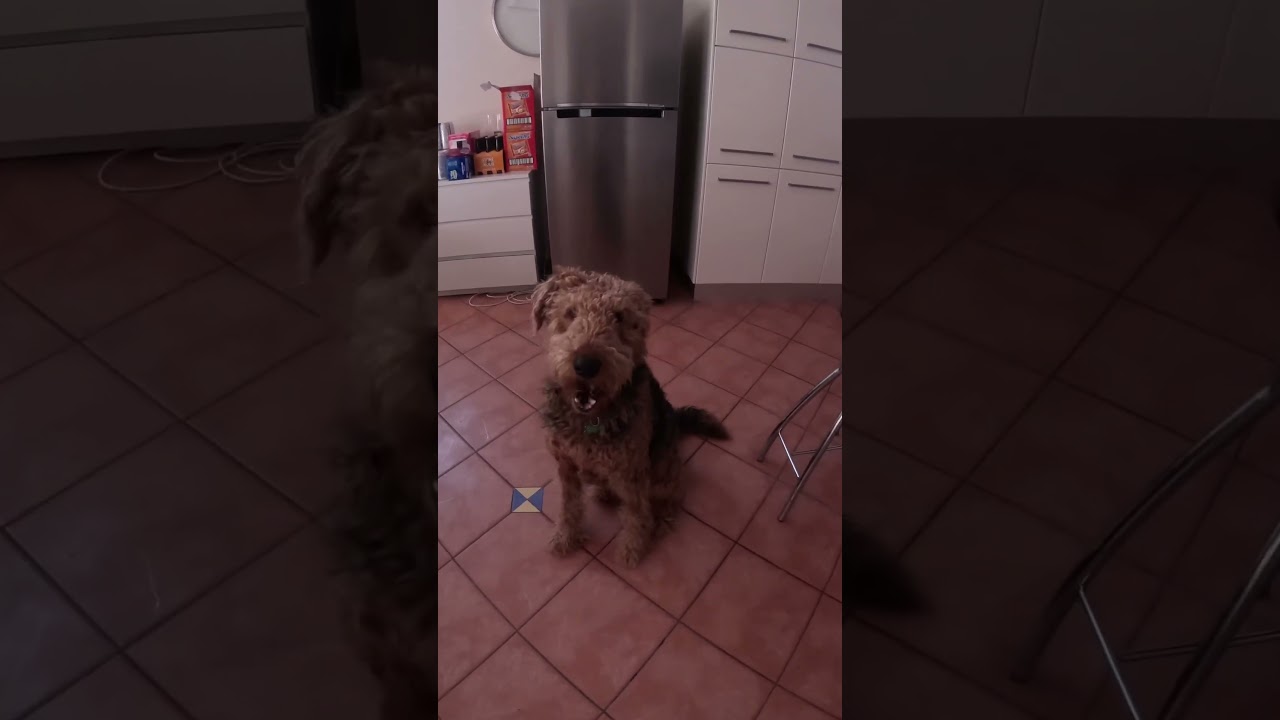Airedale terrier plays catch with his food