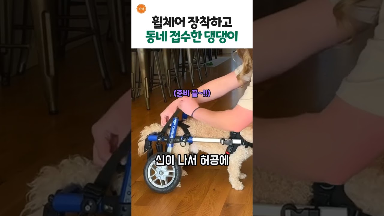 휠체어 장착하고 동네 접수한 댕댕이