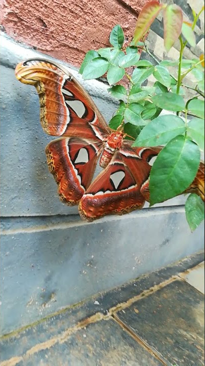 Biggest butterfly in the world 🦋