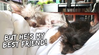My Puppy's Heartbreaking Reaction To Being Separated From His Brother | Vlog #927