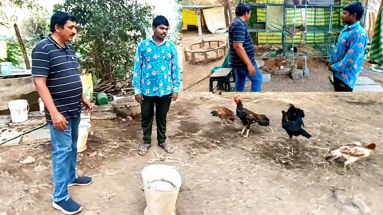 Natu Kodi Farming Business In Telugupandem Kodi Farmingjathi Kodi