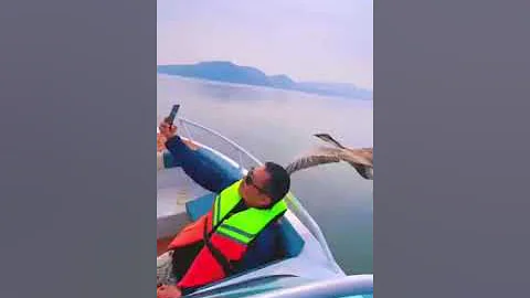 ВОЖАК ГУСЕЙ