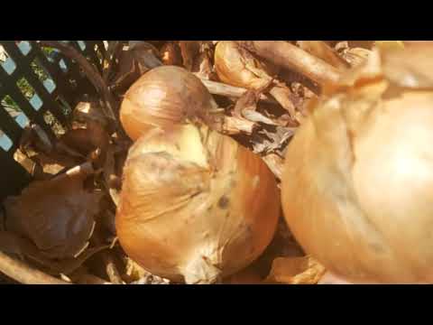 Video: Depozitarea cepei din grădină: cum să păstrați ceapa peste iarnă