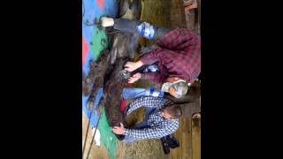 Shearing a llama