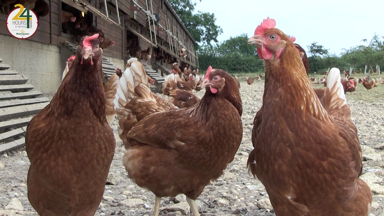 Farm24 Fairburns Eggs farm