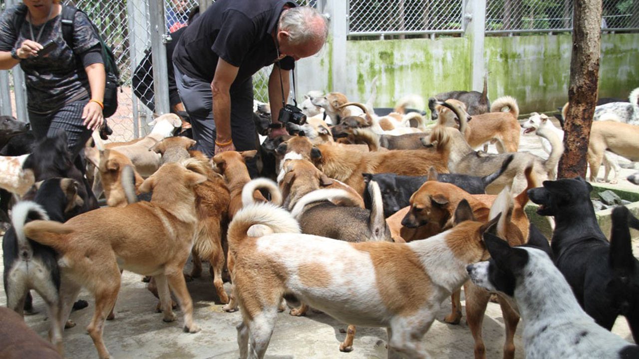 what is the dog meat trade