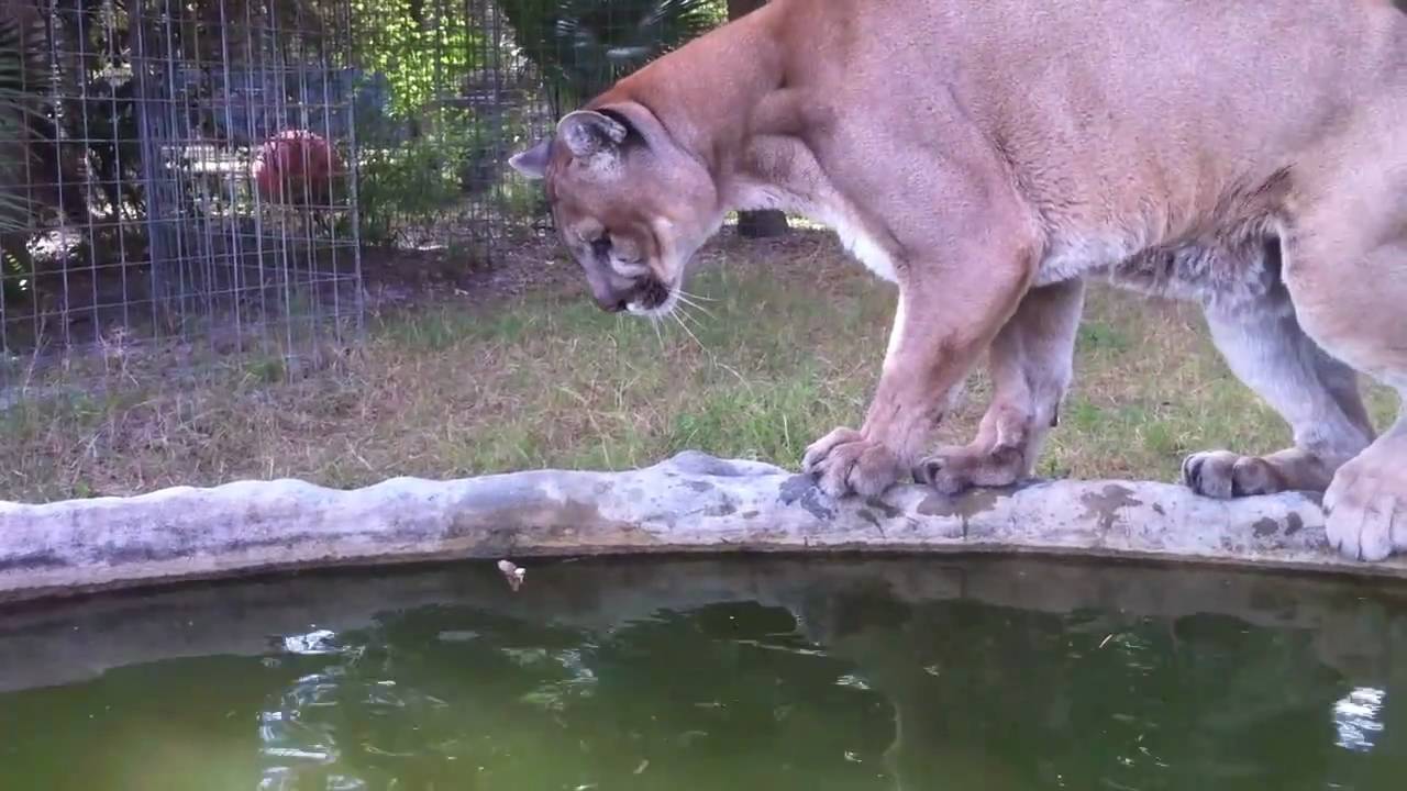 watershed Cougar 