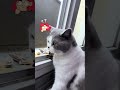 Je suis occupé #catvideos #cat #prettycat #chat #catlife #chatfam #prettyfunny #catshorts #pets #fun