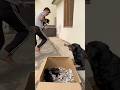 Rottweiler Ke Puppies Le Kr Bhag Gya ЁЯШВmother Reaction ЁЯе Rottweiler Puppy Motherlove Rottweiler Ke Puppies Le Kr Bhag Gya ЁЯШВmother Reaction ЁЯе Rottweiler Puppy Motherlove