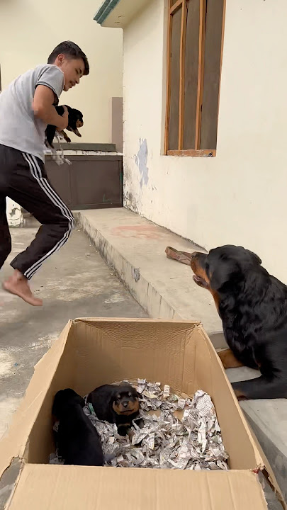 Rottweiler ke puppies le kr bhag gya 😂mother reaction 🥰#rottweiler #puppy #motherlove