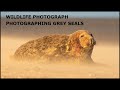 Wildlife Photography-photographing grey seals