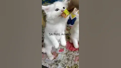Watch the video about Persian kittens available for sale 😻🐾🐈 #youtube #viral #trending #sapetanimal #animal #persiancat #1