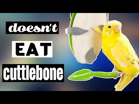 Video: Zijn cuttlebones veilig voor vogels?