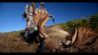 Hunting Giant Newfoundland Moose Part 2