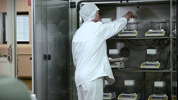 Emulsifiers, stabilizers & know-how put to work - Ice cream