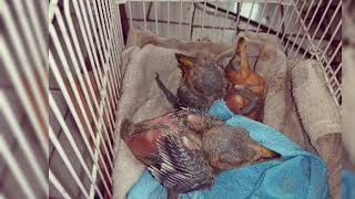 # Suara piyik #Takur tulung-tumpuk