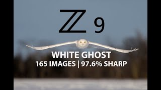 Nikon Z9 Birds In Flight AF Autofocus Field Test With Male Snowy Owl | Bird Photography