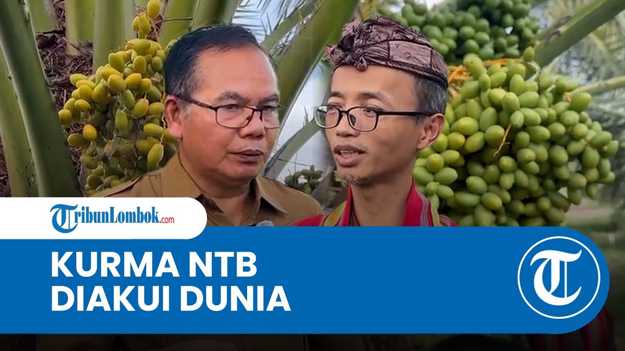 Kurma Lombok Utara Mendunia! NTB Bisa Jadi Percontohan Pengembangan Kurma Indonesia
