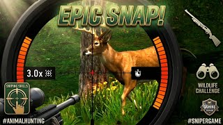 Animal hunting sniper game 3d #animalhunting #gaming #snipergames #sniping  screenshot 3