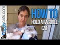 How to Hold a Ragdoll Cat - How to Pick Up a Ragdoll Cat