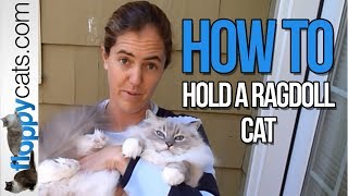 How to Hold a Ragdoll Cat  How to Pick Up a Ragdoll Cat