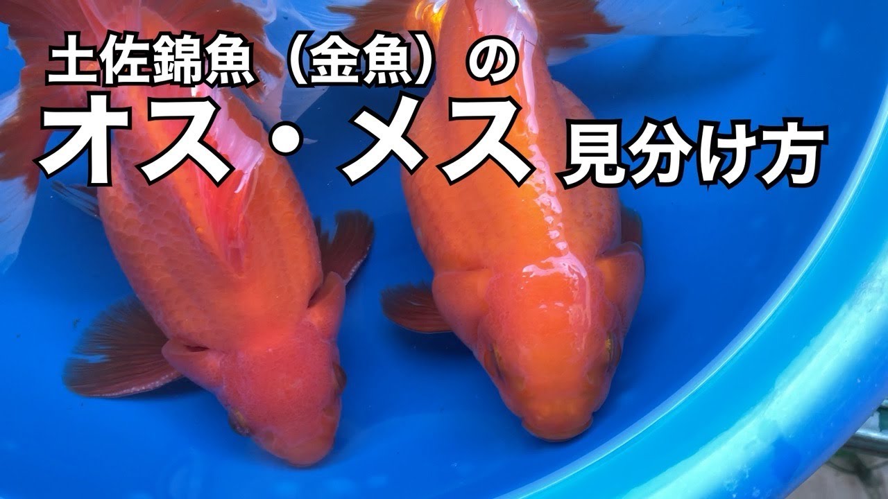 土佐錦魚（金魚）のオスメス見分け方 - YouTube