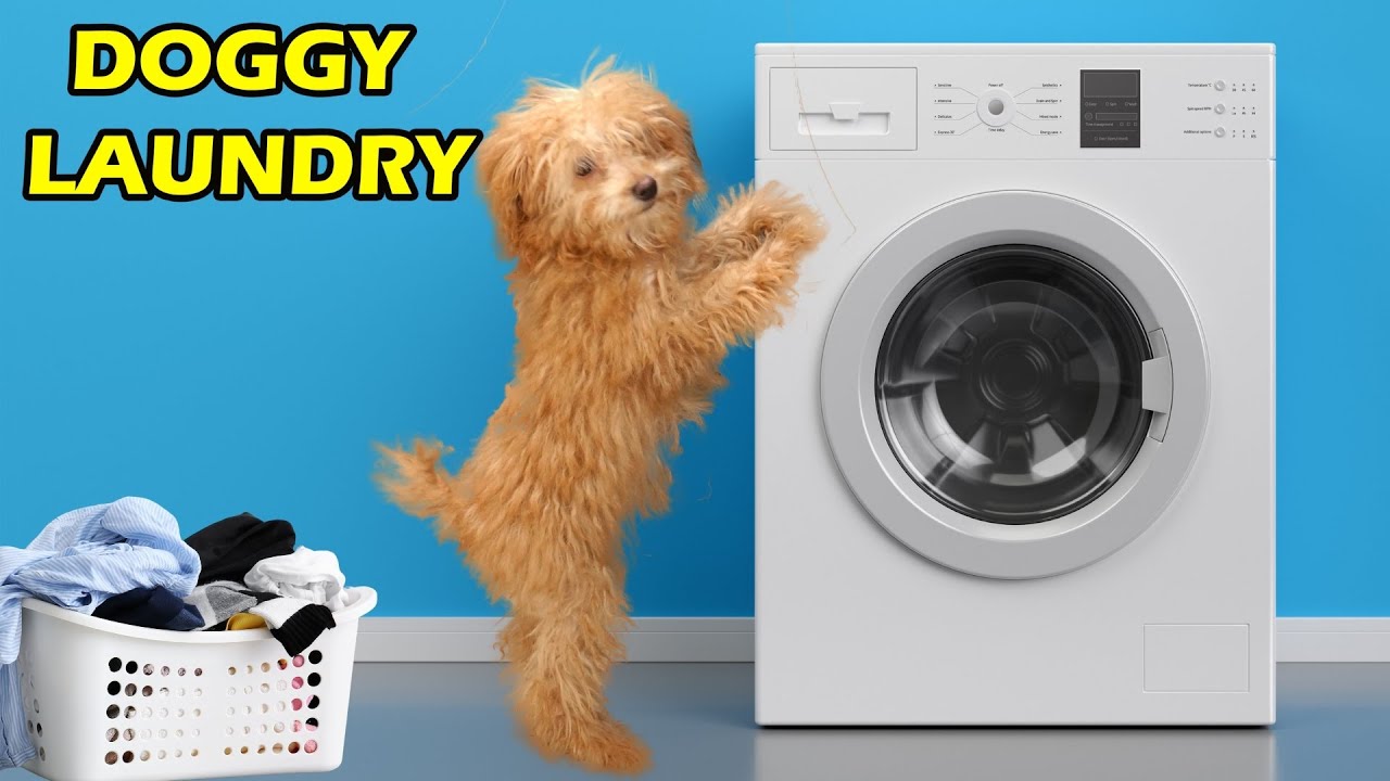 Doggy Laundry [What do dogs do when they're home alone?] YouTube