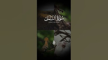 سورة النمل #آيات #اكسبلور #أحمد_الشافعي #راحة_نفسية #المصحف #حالات_واتس #رحم_الله_الشيخ_سعيد_الشافعي
