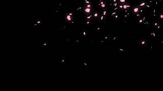 Efek ccp bunga sakura