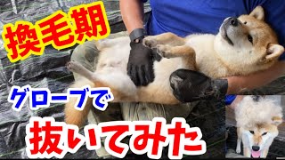 【柴犬の換毛期】手袋式のアレを使ったらこんなに気持ち良さそうになりました！