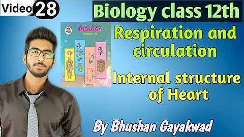 Internal structure of Heart || Part 28 Respiration and circulation class 12 new syllabus