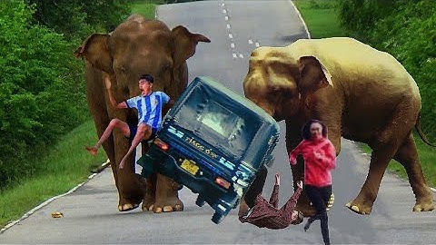 A wild elephant attacks three-wheeler passengers.😱💔