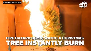 Demonstration of the fire hazard a dry Christmas tree represents