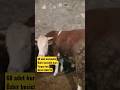 68 adet kurbanlık Özbir besicilik karsTurgay bey 05349184724 #cows #hayvancılık #simental #kurbanlik
