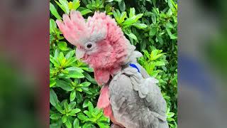 ASMR: Introducing Ruby the Galah - Soft spoken