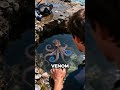 This octopus is the size of a golf ball. It can kill 26 adults. 💀