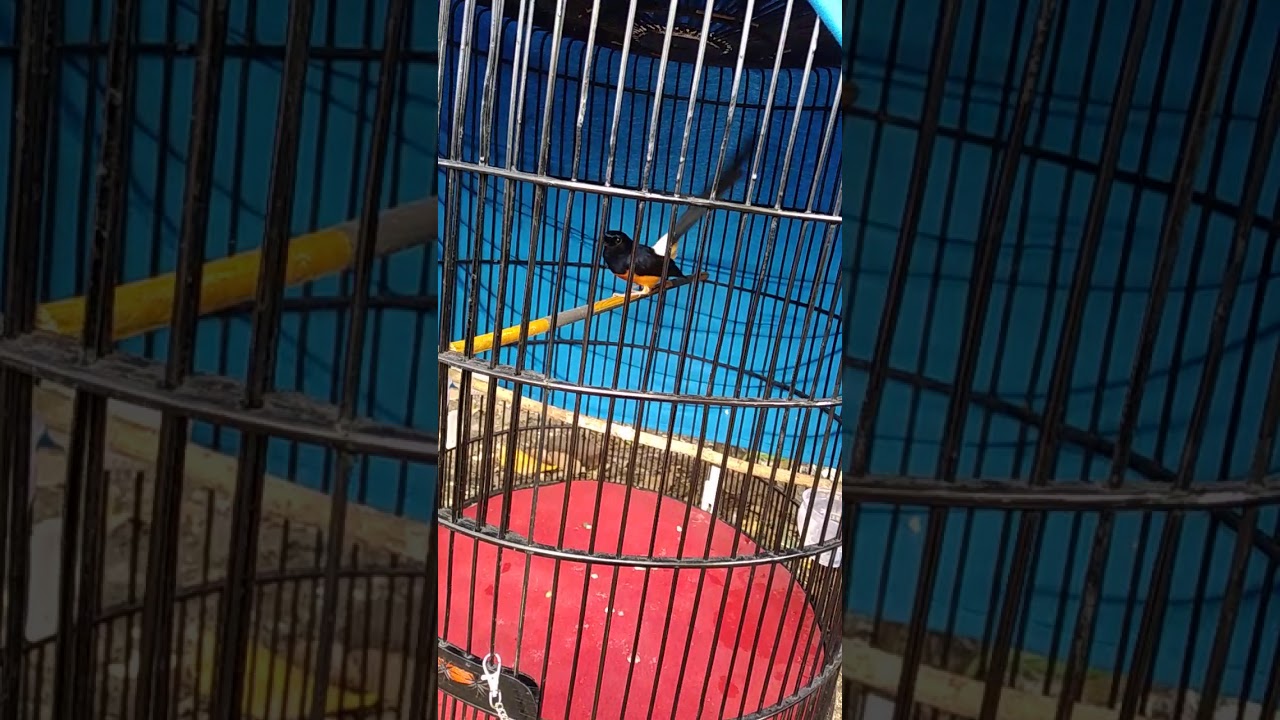 Burung murai batu nembak nembak 