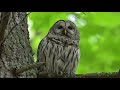 Barred Owl, Wildlife Western Washington State, Nikon Z8 & Nikkor 400 f4.5 lens.