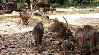 Adorable Maci Got Hurt After Maria, Dee Dee & Jilla Make 3 In One On Her Immediately Marcus Helps.