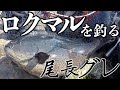 【60尾長グレはこういう事よ】巨大オナガグレ釣り‼