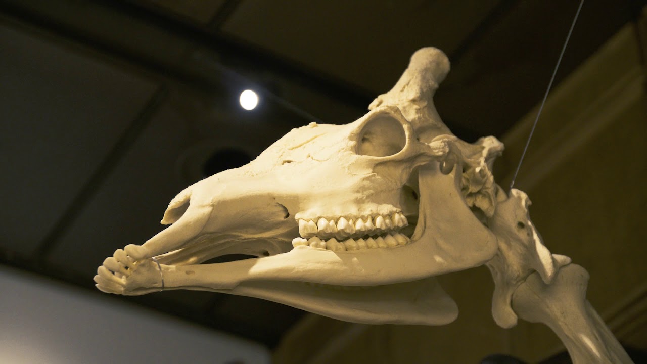 museums in london The Cabinet of Curiosities