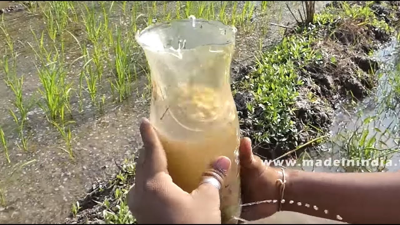 Fish Trapping with Plastic Bottle in a Few Seconds | Amazing Bottle Plastic Trap Fish street food | STREET FOOD