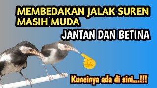 Membedakan jalak suren jantan dan betina masih muda