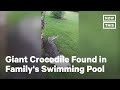Crocodile Pulled From Pool in South Africa