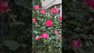 Розовое безумие. Майские розы Анапы