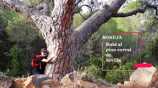 SONEJA CATELLÓN RUTA DE SENDERISMO UNICA, RUTA PINO CORRAL DE SEVILLA.