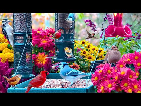 🔴LIVE 4K Cottage Garden Bird Feeder: Cardinals, Woodpeckers, Song Birds, Bees, Sleep and Flowers