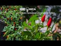 Cara menanam dan memelihara cabai di lahan kecil/ how to grow Chili in small container