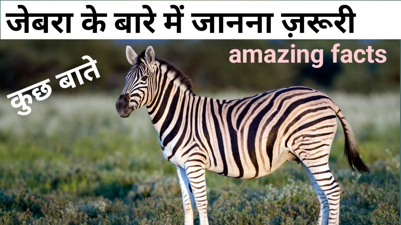 #zebra llzebra kis colour ka hota hai ll zebra ke bacche ko kya kahate ...