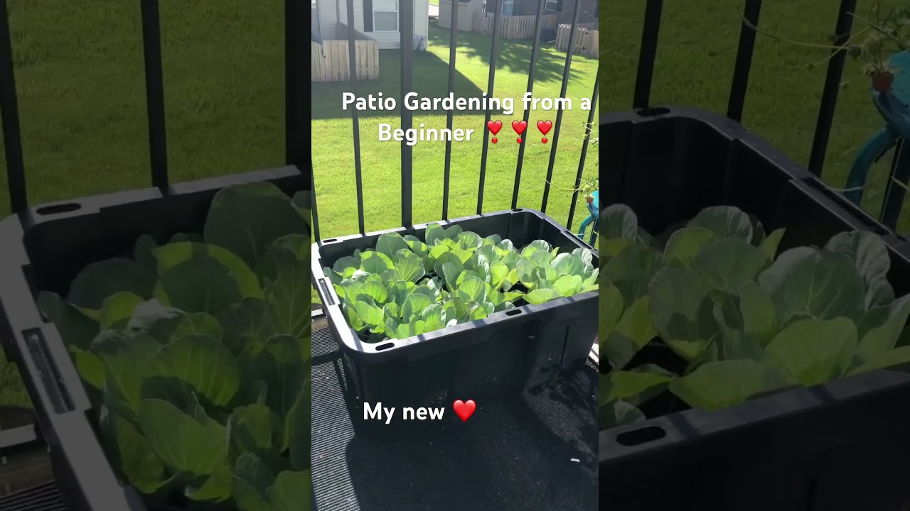 #beginnersgardening